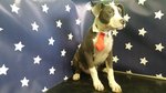 American Staffordshire Blu