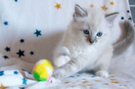 Cuccioli Ragdoll con Pedigree Affisso Anfi