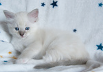 Cuccioli Ragdoll con Pedigree Affisso Anfi - Foto n. 5