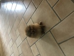 Vendo Cucciolo di Spitz di Pomerania - Foto n. 1