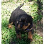 Rottweiler Cuccioli Disponibili