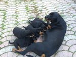 Rottweiler Cuccioli Disponibili - Foto n. 3