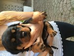 Rottweiler Cuccioli Disponibili - Foto n. 4