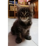 Cuccioli Maine Coon