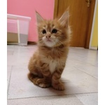 Cuccioli Maine Coon - Foto n. 2