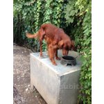 🐶 Setter Irlandese maschio in adozione a Milano (MI) da privato