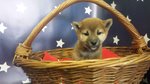 Vendesi Shiba Inu