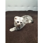 Gattini Scottish Fold - Foto n. 4