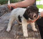 Cuccioli di Lagotto Romagnolo - Foto n. 3