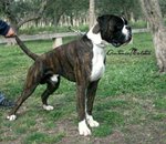 🐶 Boxer maschio di 11 anni in accoppiamento a Matera (MT) e in tutta Italia da privato