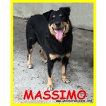 Massimo mix rott Cieco 9 Anni - Foto n. 4