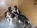 Beagle Taglia Piccola (2 Cuccioli) - Foto n. 4