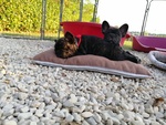 Cuccioli di Bouledogue Francese Bringe - Foto n. 3