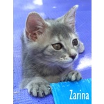 Zarina la Dolcezza Fatta Gatto - Foto n. 9