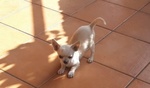 🐶 Chihuahua in vendita a Benevento (BN) e in tutta Italia da privato