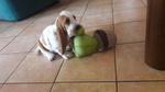 BELLISSIMI CUCCIOLI DI BASSETHOUND