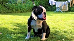 Cuccioli di Bulldog (old Englih Bulldog) - Foto n. 2