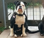 Cuccioli di Bulldog (old Englih Bulldog) - Foto n. 3