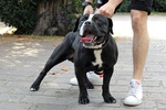 Cuccioli di Bulldog (old Englih Bulldog) - Foto n. 4