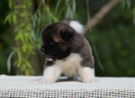 Am.akita Bellissimi Cuccioli - Foto n. 2