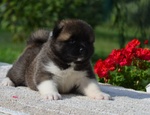 Am.akita Bellissimi Cuccioli - Foto n. 3