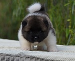 Am.akita Bellissimi Cuccioli - Foto n. 4