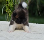 Am.akita Bellissimi Cuccioli - Foto n. 6