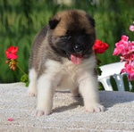 Am.akita Bellissimi Cuccioli - Foto n. 7