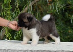 Am.akita Bellissimi Cuccioli - Foto n. 8