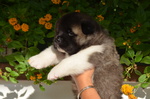 Am.akita Bellissimi Cuccioli - Foto n. 9