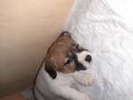 Cucciole jack Russel - Foto n. 9