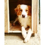 Sonny Adozione del Cuore - Foto n. 6