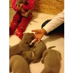 Cuccioli Maschi Weimaraner - Foto n. 3