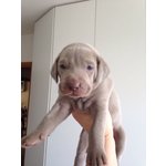 Cuccioli Maschi Weimaraner