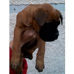Cucciolo di Boxer - Foto n. 3