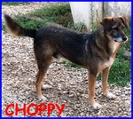 Choppy Lupacchiotto 6 anni Tutta la vita in Canile