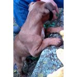 Cucciolo di Boxer - Foto n. 5