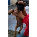 Cucciolo di Boxer - Foto n. 8