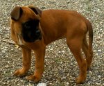 Cucciolo di Boxer - Foto n. 9