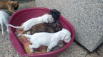 Cuccioli di Boxer con Pedigree - Foto n. 2
