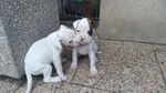 Cuccioli di Boxer con Pedigree - Foto n. 6
