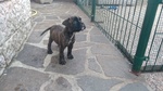 Cuccioli di Boxer con Pedigree - Foto n. 1