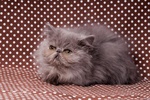 Gattini Persiani Cuccioli vari Colori - Foto n. 1