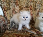 Gattini Ragdoll con Pedigree - Foto n. 2