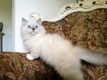 Gattini Ragdoll con Pedigree - Foto n. 3