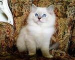 Gattini Ragdoll con Pedigree - Foto n. 4