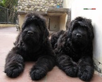 Terrier nero Russo - Cuccioli - Foto n. 3