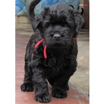 Terrier nero Russo - Cuccioli - Foto n. 6