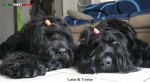 Terrier nero Russo - Cuccioli - Foto n. 7