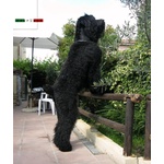 Terrier nero Russo - Cuccioli - Foto n. 8
